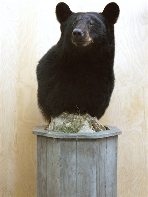 Bear Taxidermist,Bear Taxidermy,Black Bear Mount,Pennsylvania Black ...