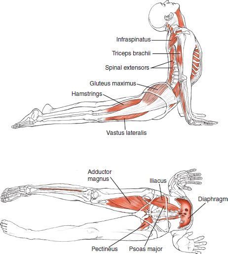 Elegant Cobra Pose Muscles Worked - Yoga x Poses