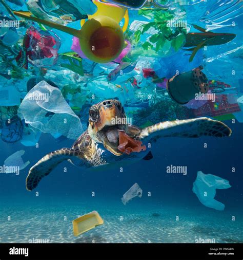 Turtle Plastic Bag High Resolution Stock Photography and Images - Alamy