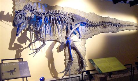 Allosaurus "Big Al II" SMA 0005, exposé au Saurienmuseum Aathal, Suisse | Dinosaur, Prehistoric ...