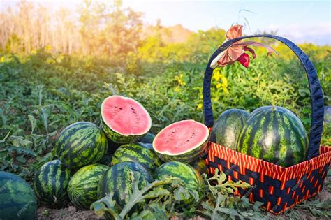 Premium Photo | Watermelon slice in watermelon field fresh watermelon ...