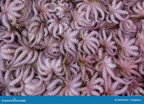 Calamari Or Squid On A Local Fish Market Stock Photography - Image: 26045562