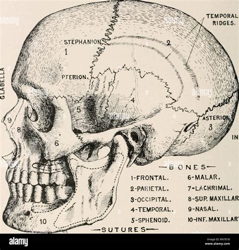 Pterion hi-res stock photography and images - Alamy