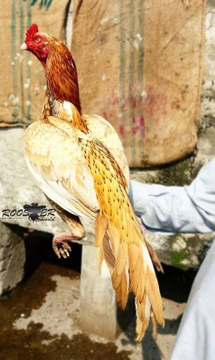 30 Aseel ideas | chicken breeds, game fowl, chickens