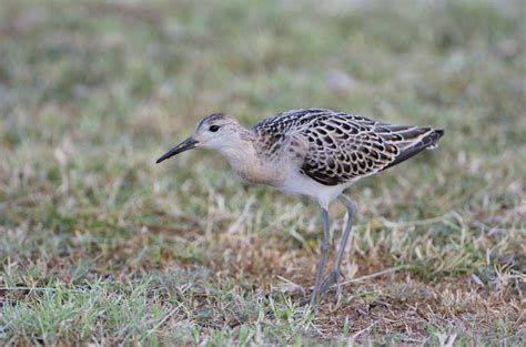 Ruff Bird Facts - What is the Ruff of a Bird Called? - Bird Baron