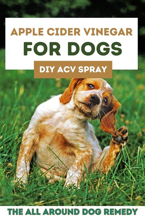 DIY Apple Cider Vinegar Spray for Dogs: Benefits and How-To in 2024 | Diy apple cider, Cider ...