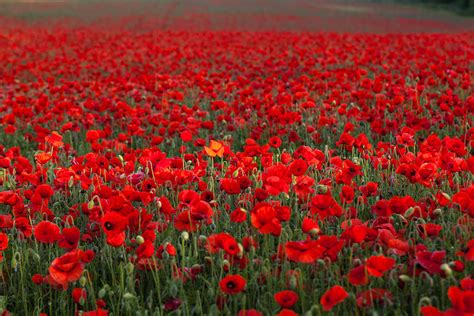 Field of Poppies Photograph by Stuart Gennery - Fine Art America