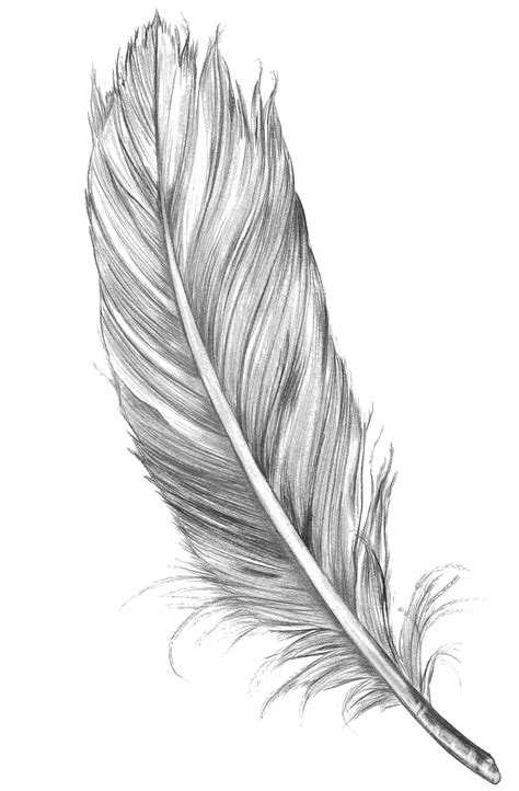 Drawing Feather Bird Art Sketch - feather png download - 1050*1600 - Free Transparent Drawing ...