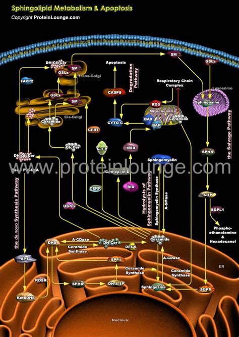 Biological Databases and Tools - Sphingolipid Metabolism and Apoptosis | Protein Lounge