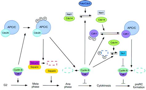 Whose end is destruction: cell division and the anaphase-promoting complex