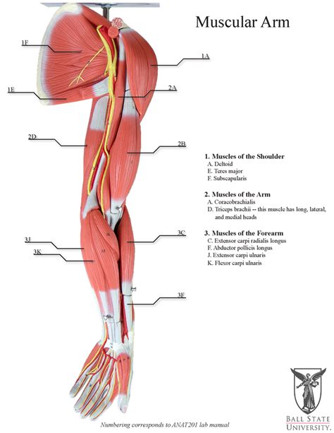 arm muscles Diagram | Quizlet