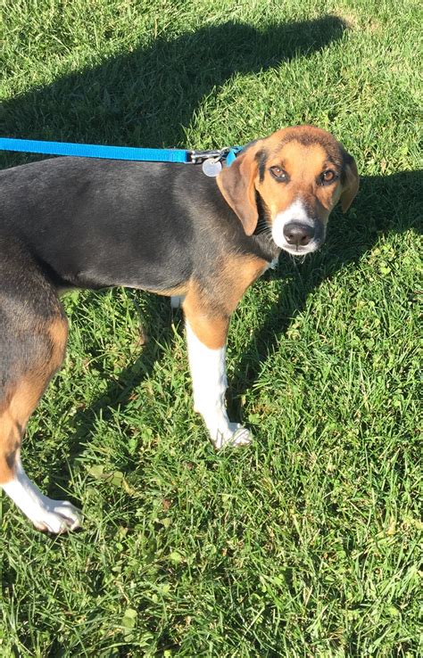 Beagle Coonhound Mix Puppies