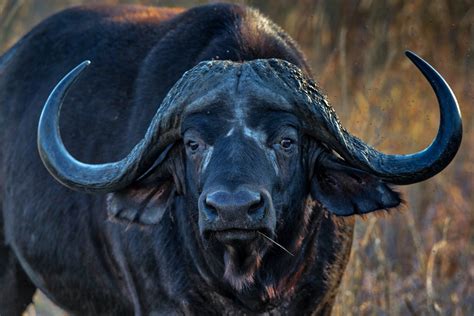 NGORONGORO CAPE BUFFALO, Ngorongoro Crater, Tanzania by Rob's Wildlife - RobsWildlife