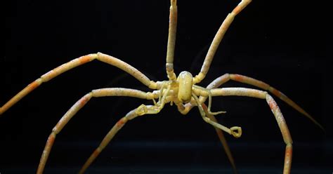 How Giant Sea Spiders May Survive in Warming Oceans - The New York Times