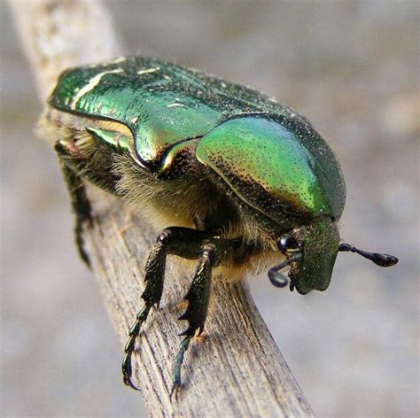 Rose Chafer Beetle: Identification, Life Cycle, Facts & Pictures