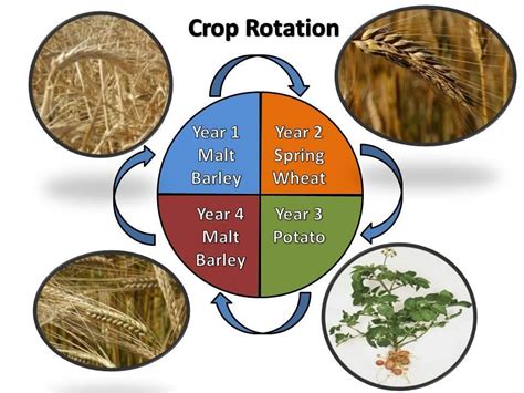 Improvement in Food Resources CBSE Class 9 Science Notes - Chapter 15