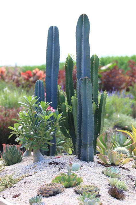 Cacti and Succulents for Borders and Accents | HGTV