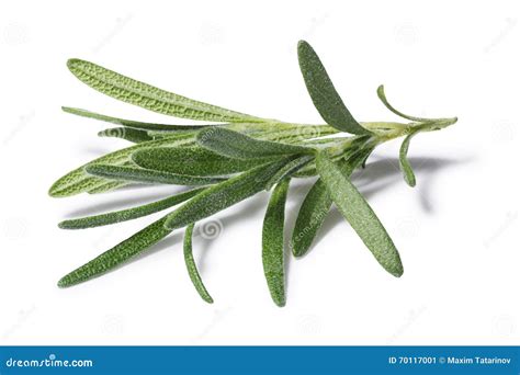 Fresh rosemary leaves stock image. Image of shrub, mediterranean - 70117001