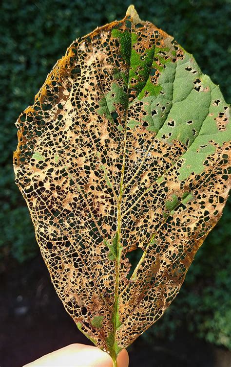 How to Fight Back Against Japanese Beetles - Fine Gardening