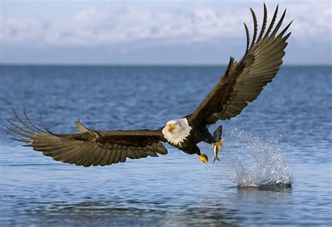 Sharing Planet With Animals: How do eagle catch a fish?