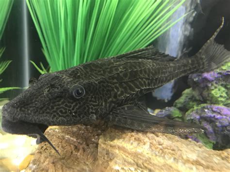 My 5 year old common pleco. His name is “Plecosaurus”. He’s about 8 inches currently. : r/pleco