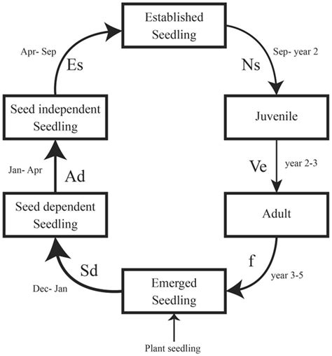 A life-cycle model describing the demographic stages (boxes) and ...