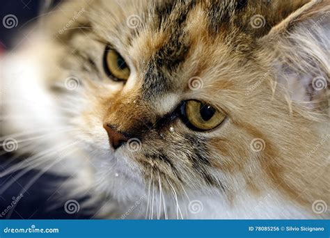 Cat Portrait Viewing,cat Portrait Picture,cat Portrait Image Stock Photo - Image of animal ...