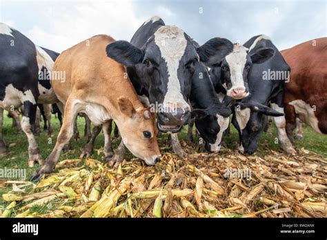 Cattle Eating Corn High Resolution Stock Photography and Images - Alamy