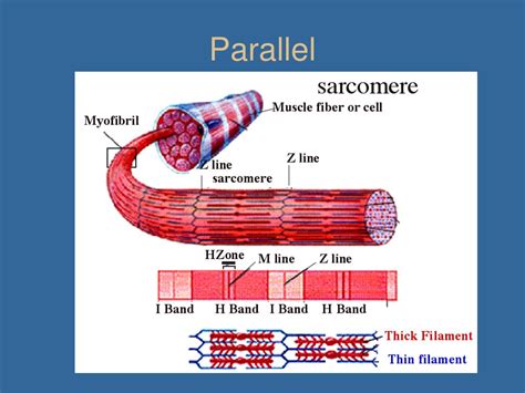 PPT - Muscle System B PowerPoint Presentation, free download - ID:467669