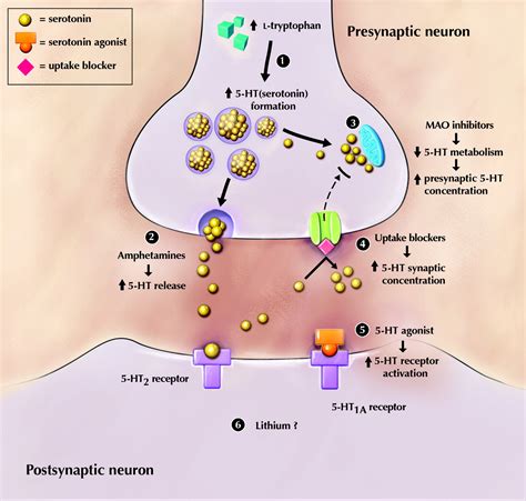 Sertraline Mechanism Of Action