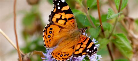 Iowa Farmers Advised to Monitor Painted Lady Butterfly Populations | Raccoon Valley Radio - The ...