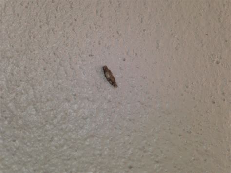 And these? Are these drain gnat larva? Or are they something different ...