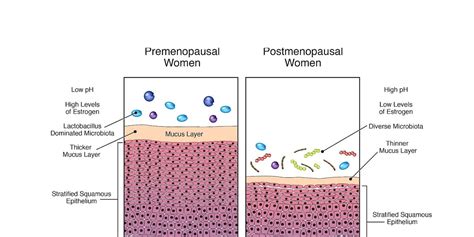 Genitourinary Syndrome of Menopause - by Dr. Jen Gunter