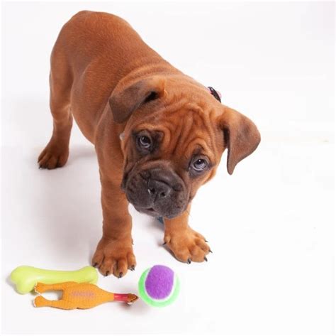 The Sheer Craziness of Rubber Chicken Toys for Dogs! - DogZone Australia