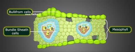 What is the nature of bundle sheath cells in the leaves? In the stem, - askIITians