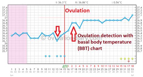 Ovulation Basal Temperature Chart Sample