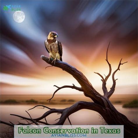 Falcons in Texas: Species, Characteristics, and Conservation