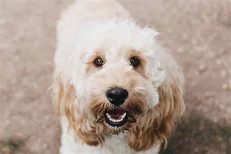 Cockapoo Temperament: Get to Know The Cocker Spaniel and Poodle Mix