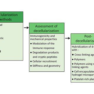 of ECM based tissue engineering procedure. This figure depicts the... | Download Scientific Diagram