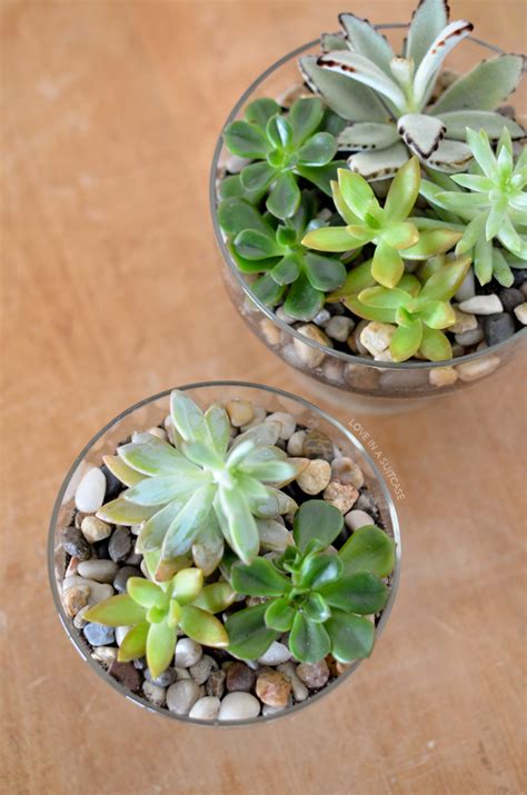 DIY Succulent Planters - Simply Whisked