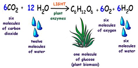 Photosynthesis Formula For Kids | galleryhip.com - The Hippest Galleries!