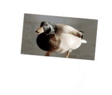 Spinning Duck GIF - SpinningDuck - Discover & Share GIFs