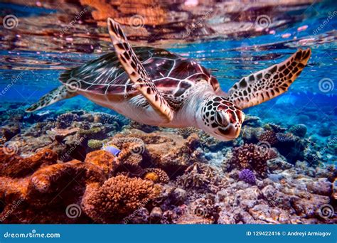 Sea Turtle Swims Under Water on the Background of Coral Reefs Stock ...