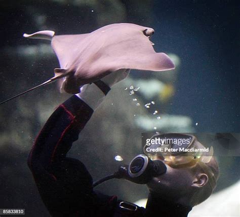 14 Cownose Stingray Stock Photos, High-Res Pictures, and Images - Getty Images