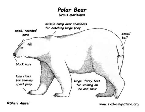 Polar bear | Anatomy: Polar Bear | Pinterest | Kid, For kids and Bears