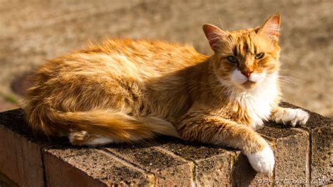 Ginger Tabby Cat in Suburbia - Photorasa Free HD Photos