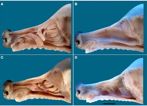 Nasal Meatus Dog