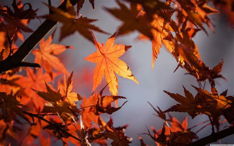 Orange Leaf Wallpapers - Top Free Orange Leaf Backgrounds - WallpaperAccess