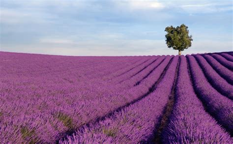 Ruta por los Campos de Lavanda de Brihuega, “el jardín de la Alcarria” - Hotel Sueño del Infante