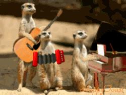 Animal animated gifs (27 gifs) - Izismile.com